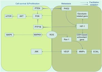 Research progress in mechanism of anticancer action of shikonin targeting reactive oxygen species